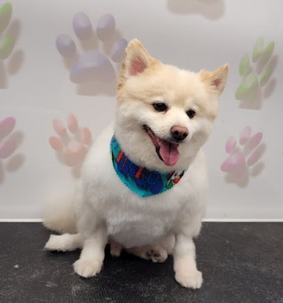 Dog day care in Miami Florida Miami s Pet Grooming Country Walk Store 1