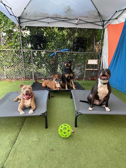 Dog day care in Miami Florida Nerd Paws Dog Services 1