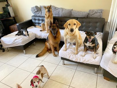 Dog day care in Miami Florida Patas House 1
