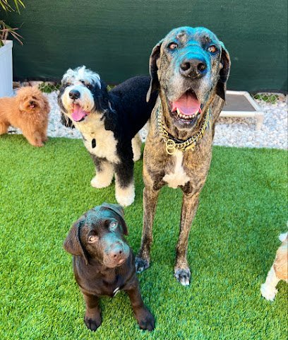 Dog day care in Miami Florida Pawfect Pals Miami 1