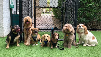 Dog day care in Miami Florida Peace love paws 1