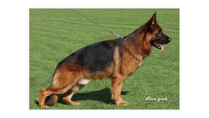 Dog day care in Miami Florida Von Calvo German Shepherds Black Label German Shepherds® 1