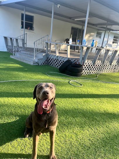 Dog day care in Miami Florida Woof N Wag Miami 1