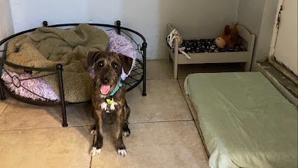 Dog day care in Miami Florida Your Paws R My Paws 1