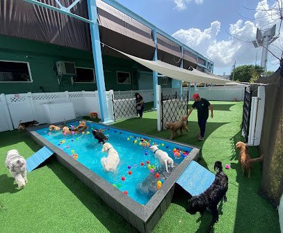Dog day care in Miami Florida freeDOGm 1