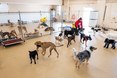 Dog day care in Middletown Connecticut The Dog Cabin LLC 1