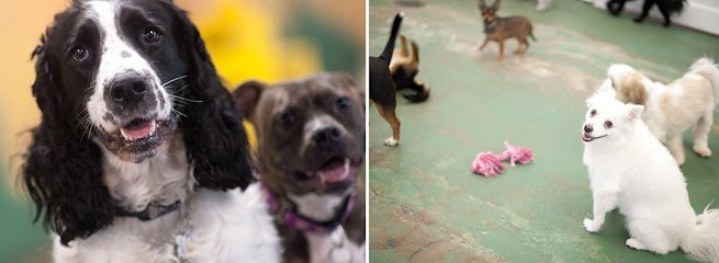 Dog day care in Middletown, Delaware - The Dog Stop - Middletown, Delaware Dog day care in Middletown, Delaware - The Dog Stop - Middletown, Delaware