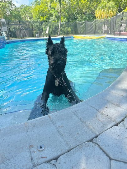 Dog day care in Miramar Florida Four Paws Inn 1