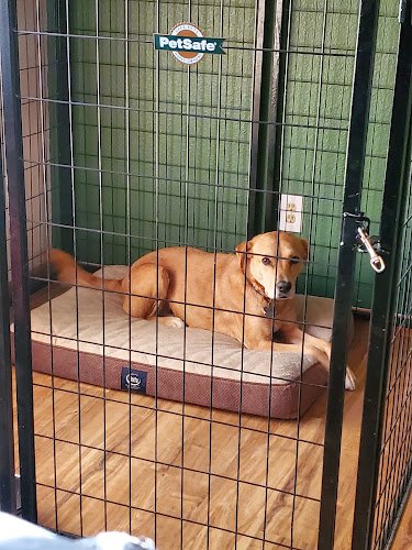 Dog day care in Montrose Colorado Peace Of Mind Dog Boarding