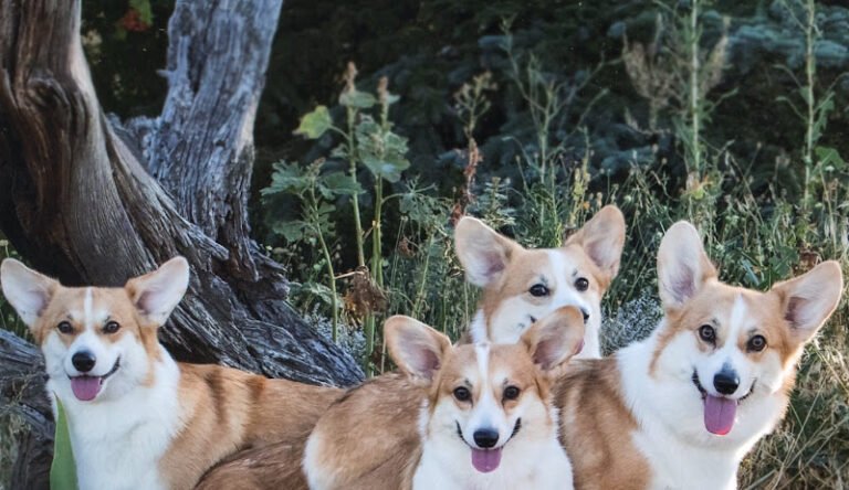 Dog day care in Montrose Colorado Redclyffe Kennels 768x444