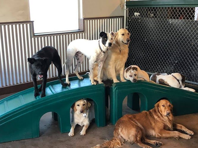 Dog day care in Monument Colorado Camp Bow Wow Monument