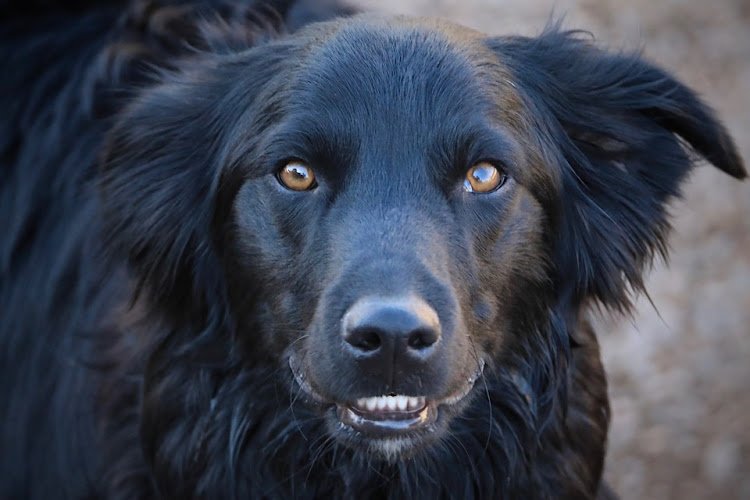 Dog day care in Monument Colorado Smiths Dog Lodge
