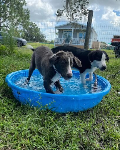Dog day care in Myakka City Florida Five Acre Danes 1