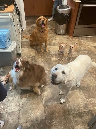 Dog day care in Naugatuck Connecticut Petplaynstay 1