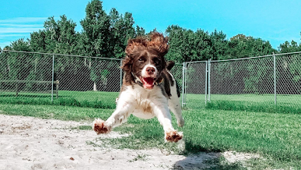 Dog day care in New Smyrna Beach Florida AE Pet Resort 1