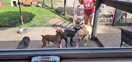 Dog day care in New Smyrna Beach Florida Dog Dayz Inn 1