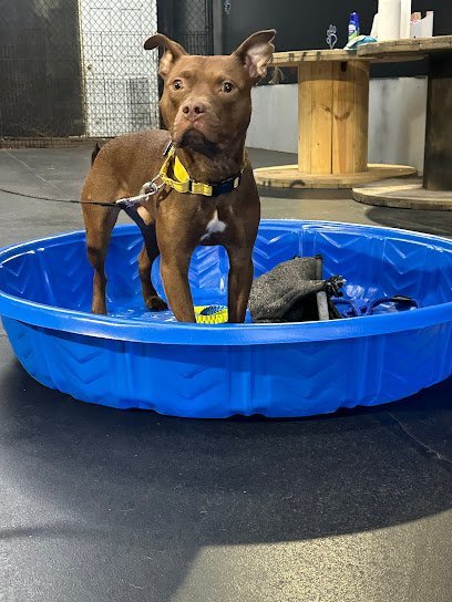 Dog day care in Newark, Delaware - Delaware Pet University Dog day care in Newark, Delaware - Delaware Pet University