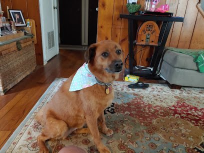 Dog day care in North Branford Connecticut Pawsome pets 1