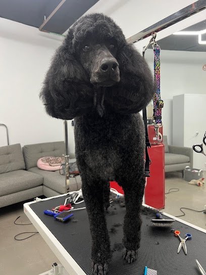 Dog day care in North Miami Beach Florida Howl Nation Boutique Dog Hotel Grooming 1