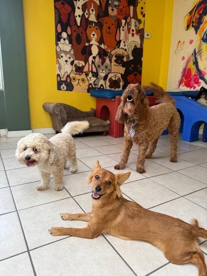 Dog day care in North Miami Florida Rio s Pet Spa Boarding 1