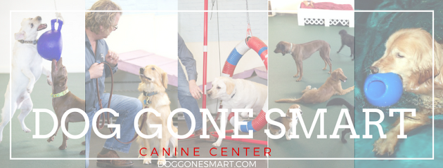 Dog day care in Norwalk Connecticut Dog Gone Smart 1