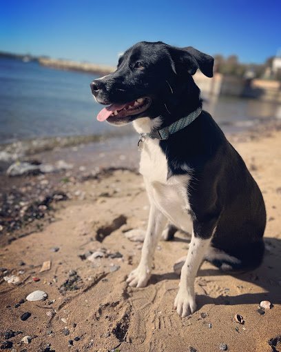 Dog day care in Norwalk Connecticut Norwalk Veterinary Hospital and The Boarding House 1