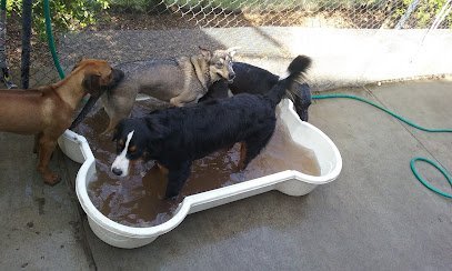 Dog day care in Oakland Florida Pawsh Pet Resort Spa 1