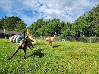Dog day care in Ocala Florida DogWalker Ranch 1