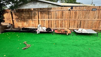 Dog day care in Ocoee Florida Pluto s Pals Pet Care 1