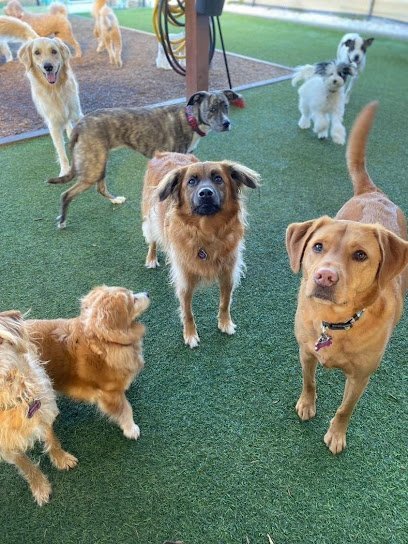 Dog day care in Odessa Florida The Mutt Meetup 1