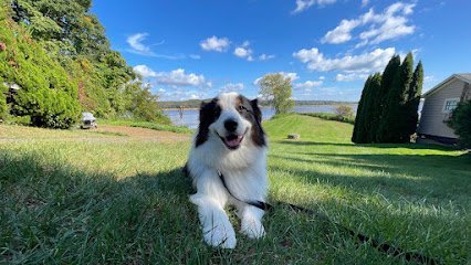 Dog day care in Old Saybrook Connecticut Shoreline Happy Paws LLC 1