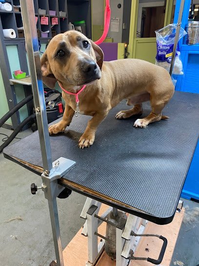 Dog day care in Orange City Florida Lucky Dog and Pets of America USA Inc  1