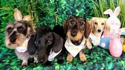 Dog day care in Orlando Florida All Creatures Pet Grooming 1