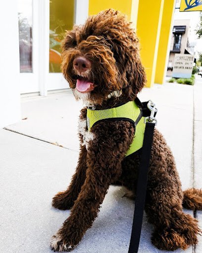 Dog day care in Orlando Florida Bark Orlando 1