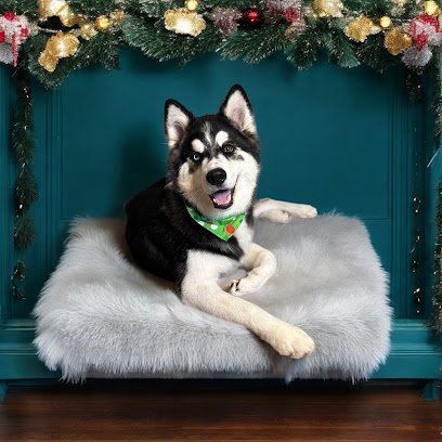 Dog day care in Orlando Florida Bark Park Road 1