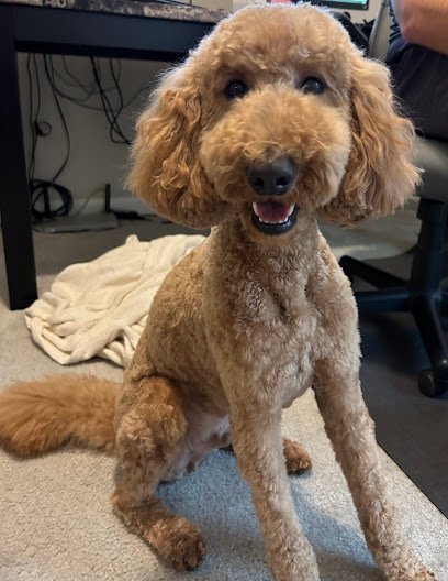 Dog day care in Orlando Florida Barknona Dog Hotel 1