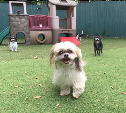 Dog day care in Orlando Florida Dog Day Afternoon 1