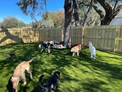 Dog day care in Orlando Florida Kamp K9 1