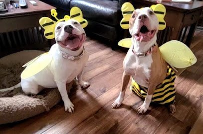 Dog day care in Orlando Florida Preppy Pet Boarding And Daycare 1