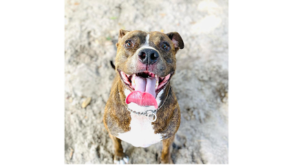 Dog day care in Orlando Florida Rocky s Retreat Canine Health Fitness Center 1