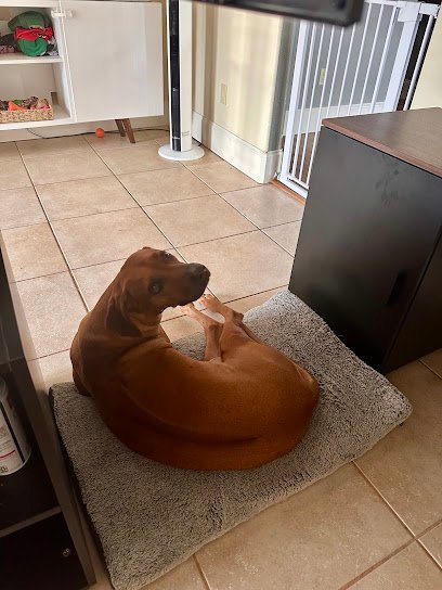 Dog day care in Orlando Florida The BellyRub Club  Dog Walking Pet Care 1