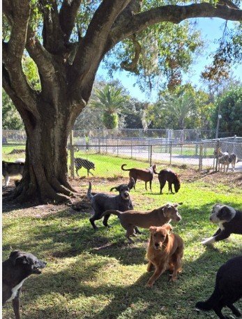 Dog day care in Palm Bay Florida Woof Playcare Dog Resort 1