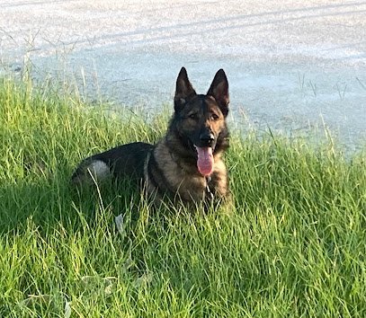 Dog day care in Palm City Florida ACC Applied Canine Concepts LLC 1