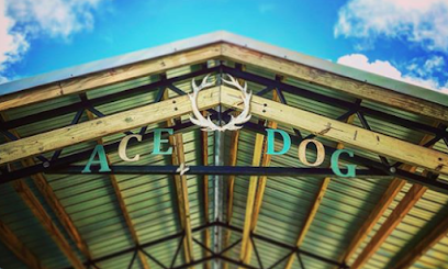 Dog day care in Palm City Florida The Ace Dog Trainer 1