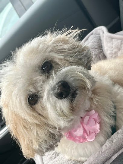 Dog day care in Panama City Beach Florida Bark Baths and Beyond PCB 1