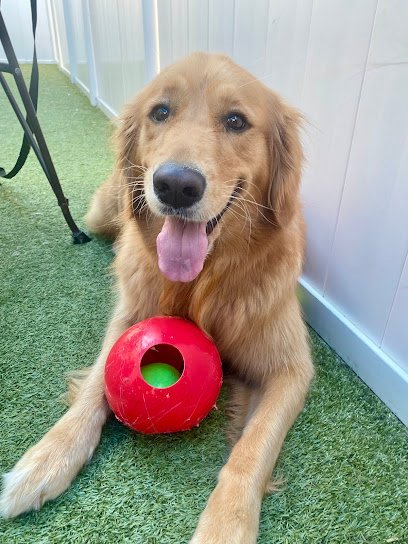 Dog day care in Panama City Beach Florida Mimi s House PCB 1