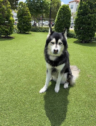 Dog day care in Pembroke Pines Florida Paws and Relaxx 1