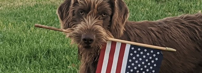 Dog day care in Peyton Colorado Jackson Creek Kennel