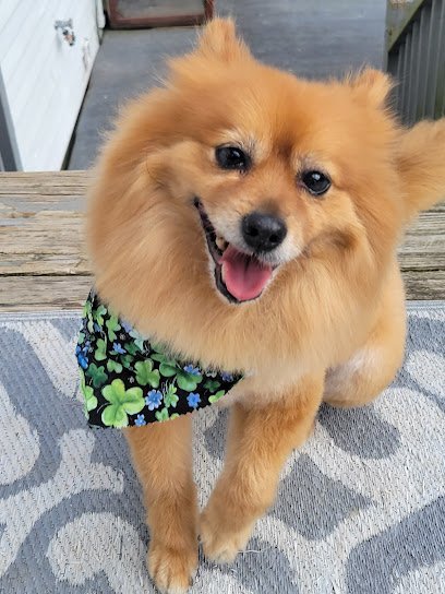 Dog day care in Plainville Connecticut Dirty Tails 1