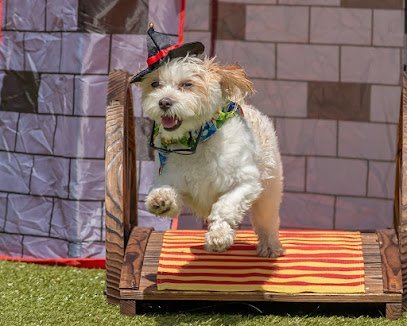 Dog day care in Pompano Beach Florida Chateau Poochie 1